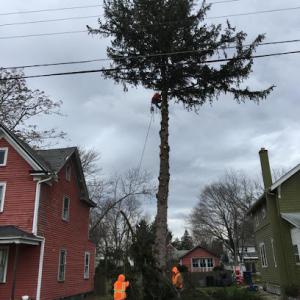Ziegler Tree Company