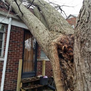 Big Dave's Tree Service