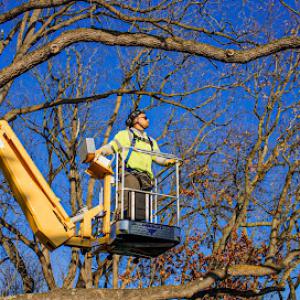 Trees & Company - Tree Services