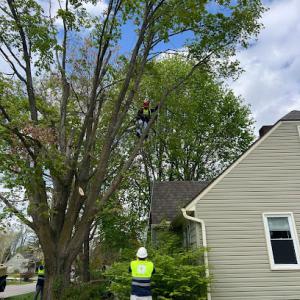 Campos Tree Service & Landscaping