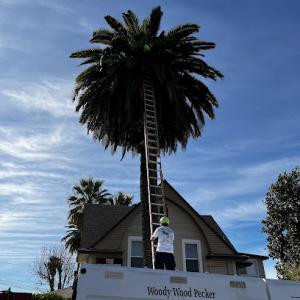 Woody Wood Pecker Tree Service