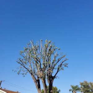 F.J Tree Services & Landscaping