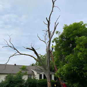 Cole's Tree Services