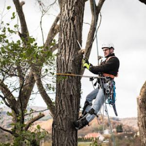 Hickman Tree Service