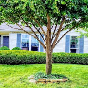 Jay's Pro Arborist Care
