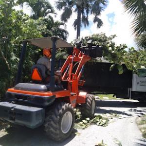 Able Tree care