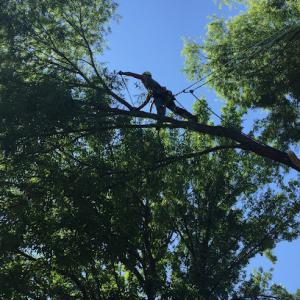 Chandler Tree Service