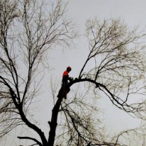 Lincoln Logging Tree Care