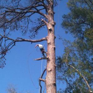 Specialty Tree Care
