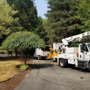 High Quality Tree Service