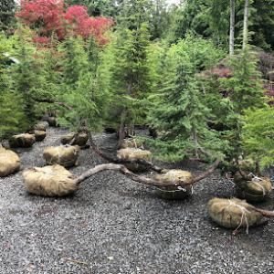 Expert Tree Transplanting