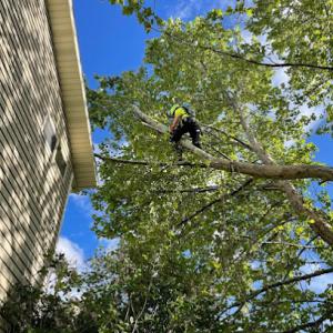 Advanced Tree Service