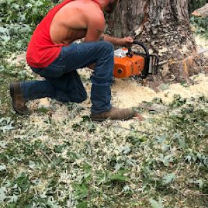 Vette City Tree Service & Stump Removal