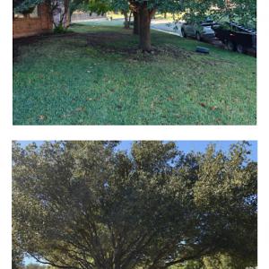 🌳Snappy's Tree Trimming & Removal Service