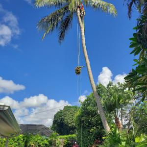 County Tree & Property Renovation