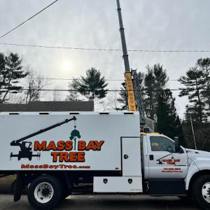 Mass Bay Tree