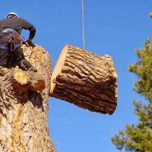 Paradise Landscaping & Tree Removal