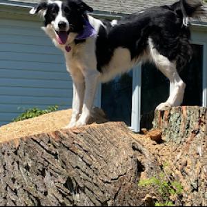 Morning Star Tree Company