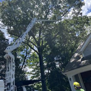 Malverde Tree Services