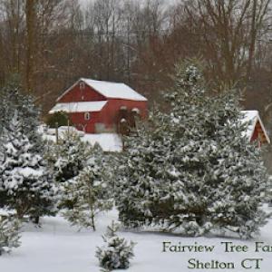 Fairview Tree Farm