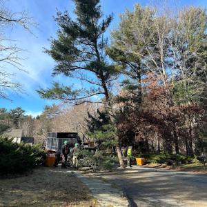 Bridgewater Tree Farm