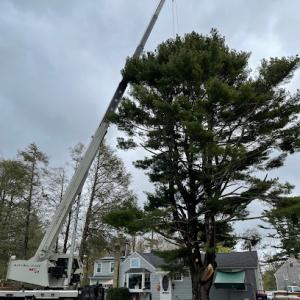 Timberwolf Tree Service