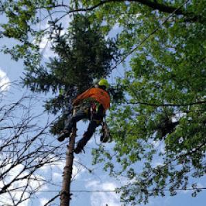 Godoy's Tree Services