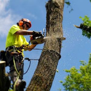 Fackler Tree Service