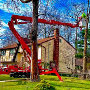 American Landscaping Supreme (Tree Service)