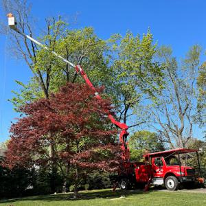 All American Tree Care