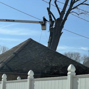 Eduardos Tree Service