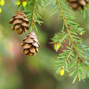 Dentron Plant Health Care