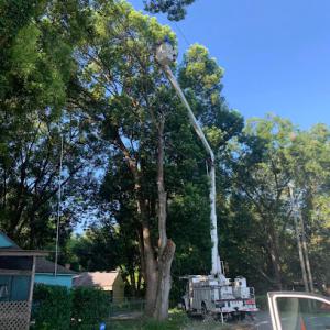 A & W Tree Service