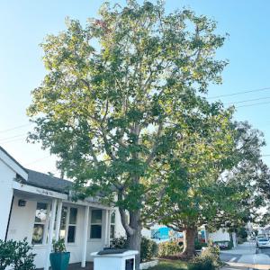 Betterment Tree Health Care