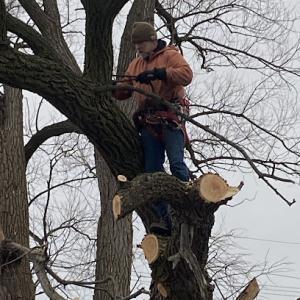 Greg's Tree Service