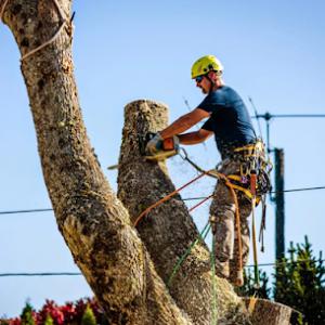 Pacifica Tree Services