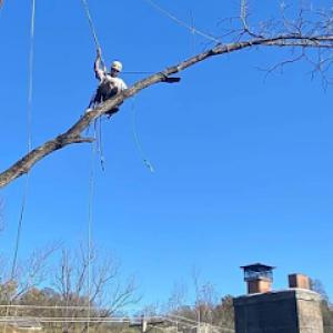 Arbor Barber Tree Service