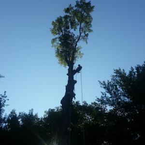 Fellers Tree Removal