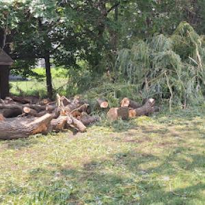 Above All Tree Service