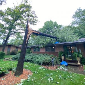 Hamilton Tree Company