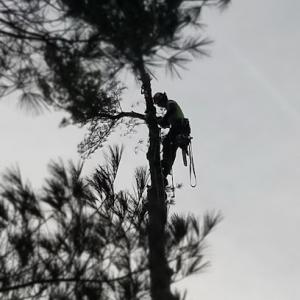 Goodrums Tree Service