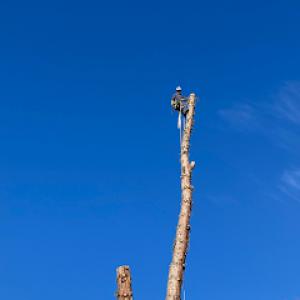 Over The Top Tree Service