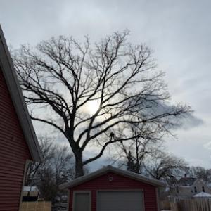 Muller Brothers Tree Service