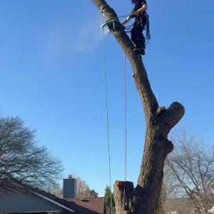 Angry Beaver Tree Service