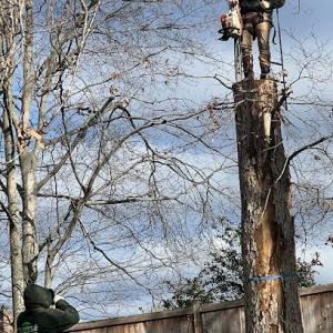 Julio's Tree & Landscaping Services