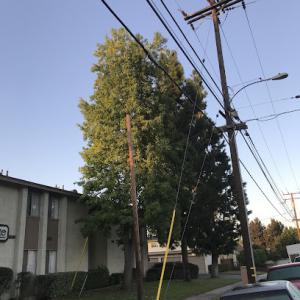 New Vision Tree Service