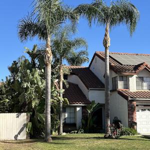 Ortega’s Jr Tree Service