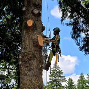 Tree Pros/ Restoration Pruning