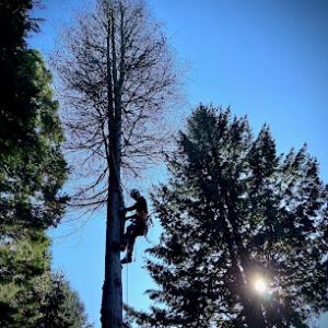Confluence Tree Care