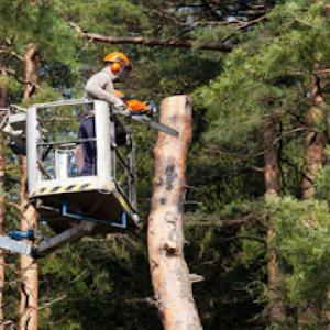 All Seasons Tree Services